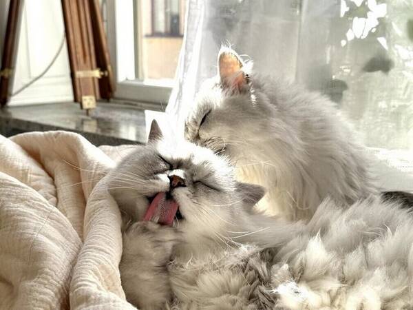 Katt - Två fluffiga vita katter