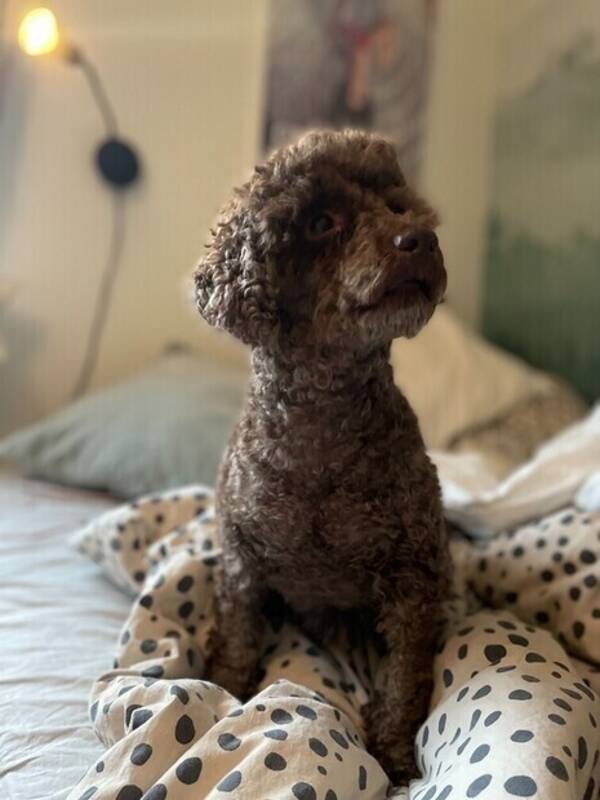 Hund - Pudeln Maurice