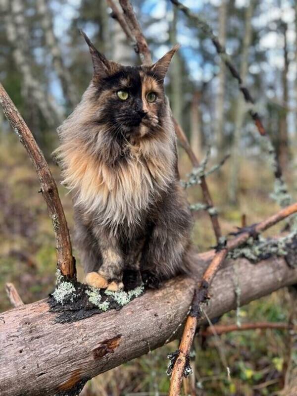 Katt - Maine Coon