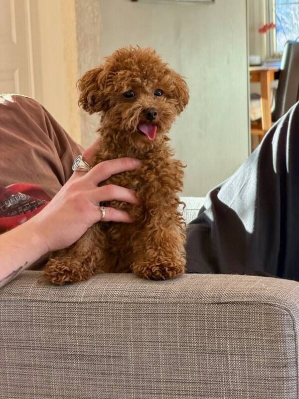 Hund - Tekoppspudeln Mochi