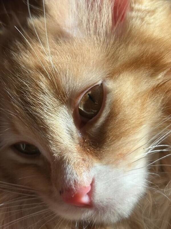 Katt - Bondkatt/maincoon