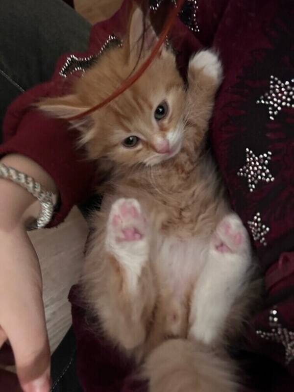 Katt - Bondkatt/maincoon