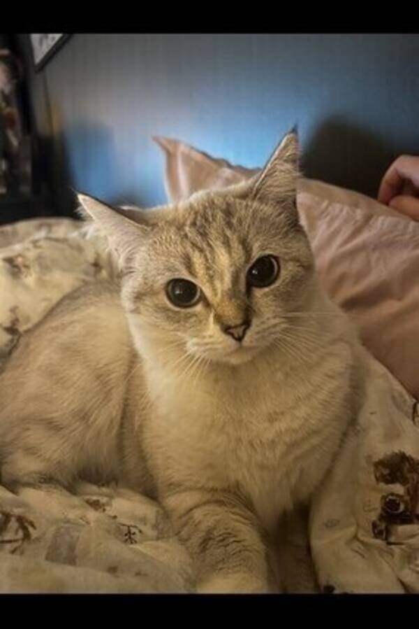 Katt - Katten Helium