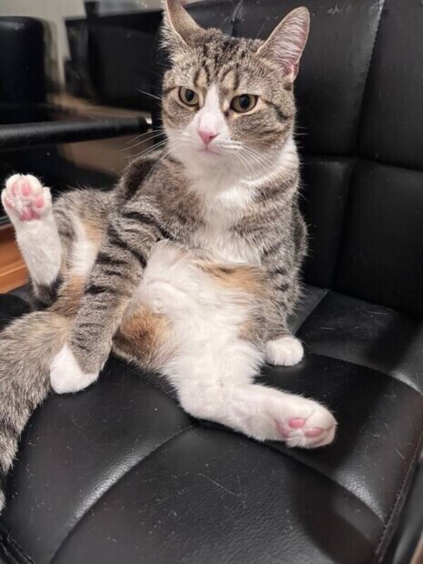 Katt - American short hair Ella