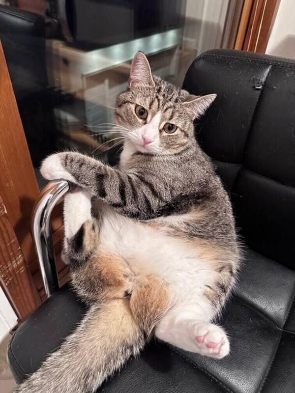 Katt - American short hair Ella