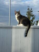 Tabby katt ”Ella”