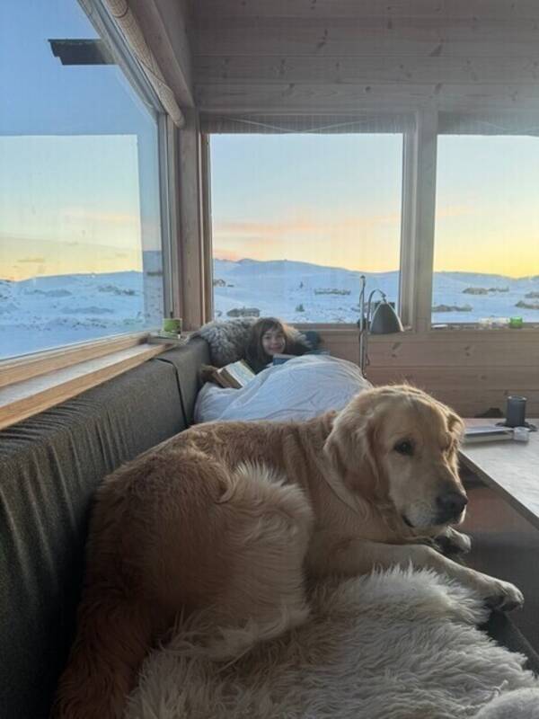 Hund - Golden Retriever, Baloo