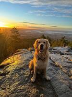 Golden Retriever, Baloo