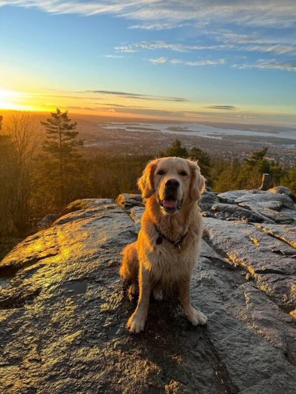 Hund - Golden Retriever, Baloo