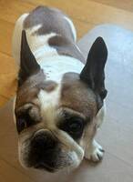 Cookie - Fransk bulldog 