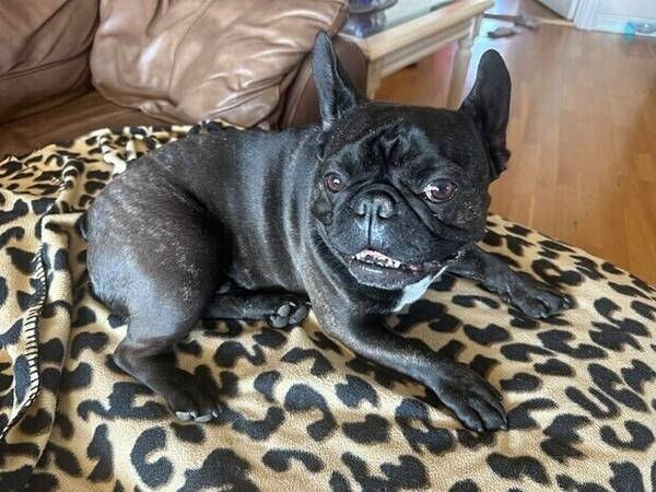 Hund - Frankie - Frans bulldog 