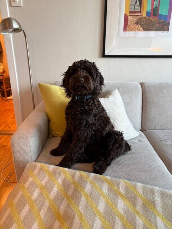 Hund - Cobberdog Basse