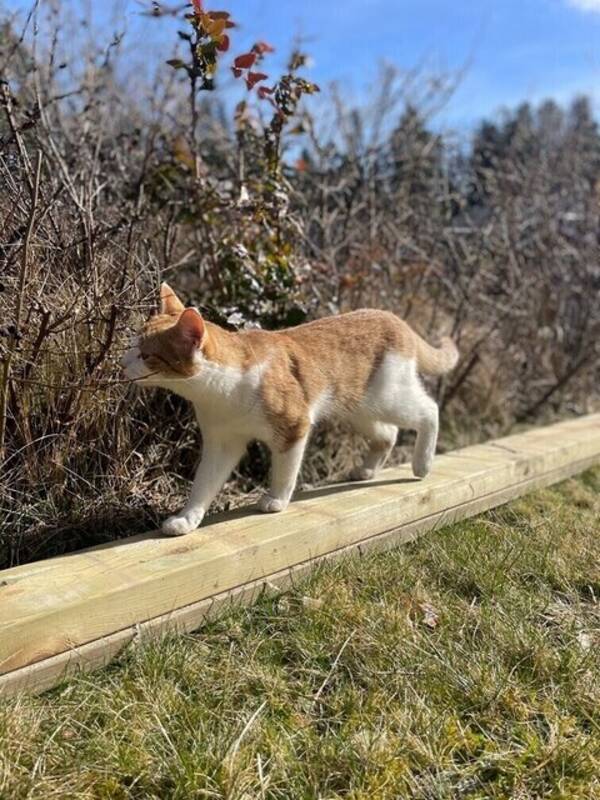 Katt - Bondkatt/norsk skogskatt