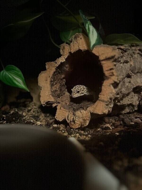 Övrigt - Ödlan King