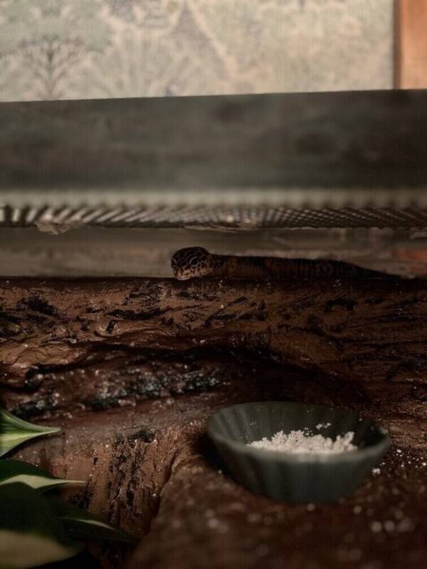 Övrigt - Ödlan King