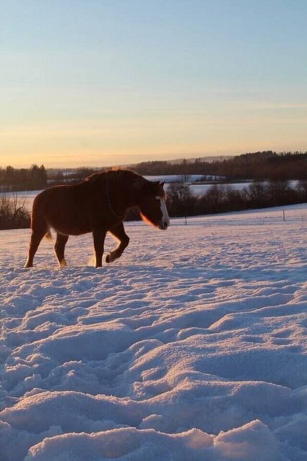 Övrigt - Hästen Fuxsy 