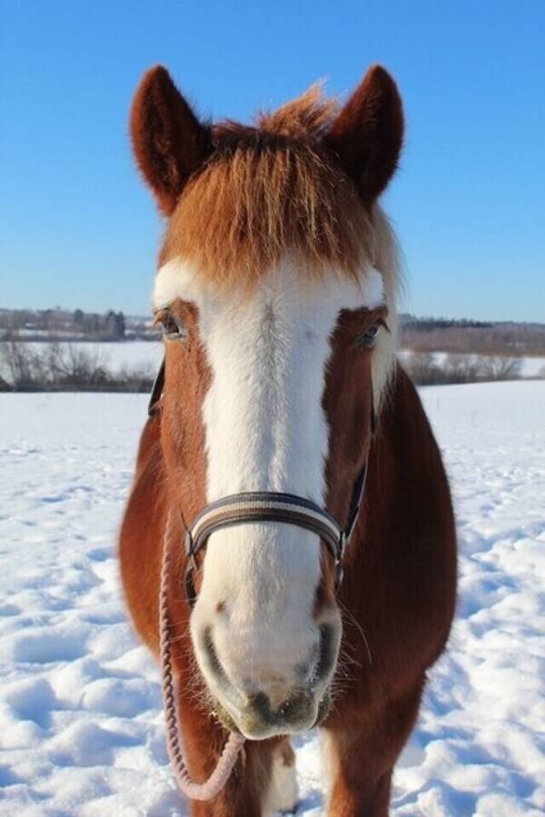 Övrigt - Hästen Fuxsy 