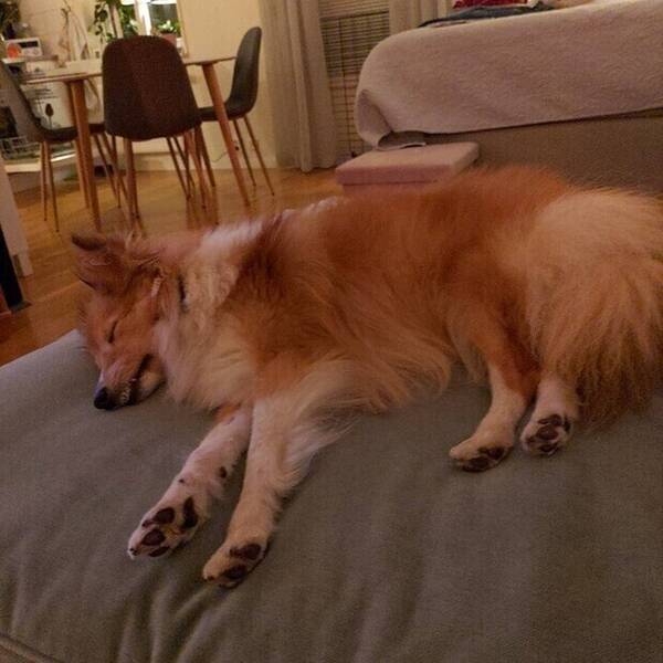 Hund - 
