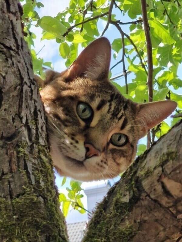 Katt - Mina två katter Pusjkin och Silor