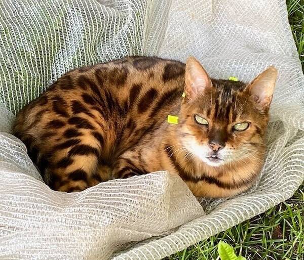 Katt - Mina två katter Pusjkin och Silor