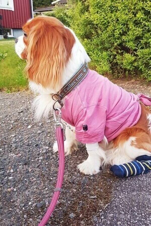 Hund - Cockerspaniel som heter Yoshi