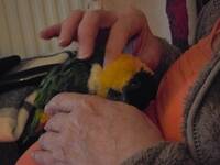 Mannfred, en caique som är en hona.