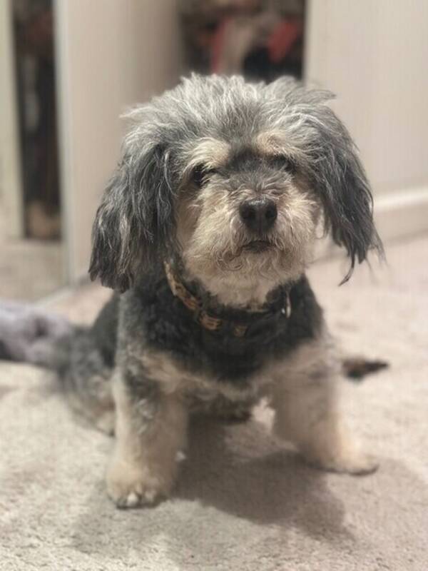 Hund - Bichon Chilli