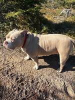 Luna - Amerikans Bully