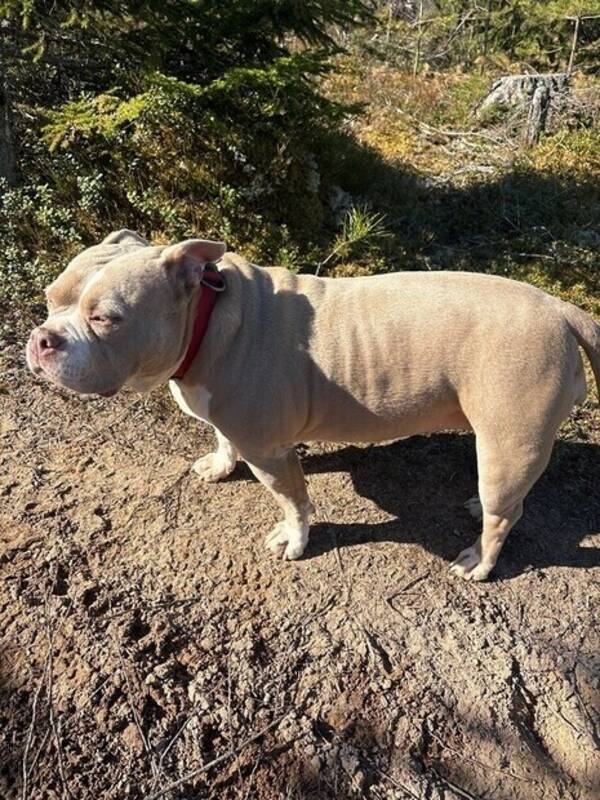 Hund -  Luna - Amerikans Bully