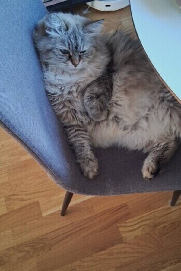 Katt - Katten Billie Jean 