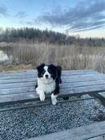 Miniature american shepherd