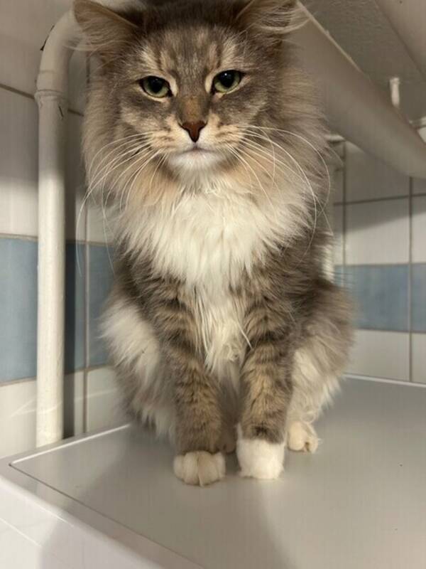 Katt - Grå sibirisk katt