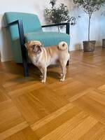 Mops (lilac fawn färg)