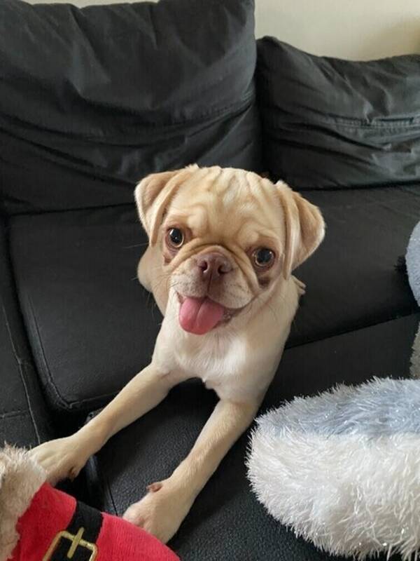 Hund - Mops (lilac fawn färg)