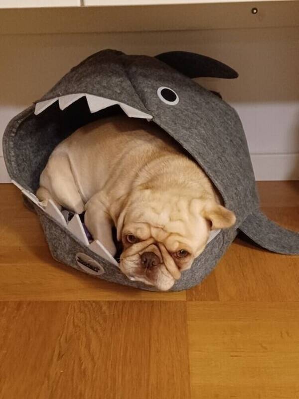 Hund - Mops (lilac fawn färg)