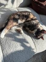 Katt sköldpaddsfärgad