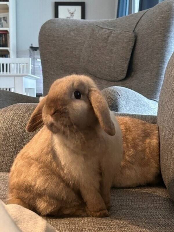 Övrigt - Kaninen Donna