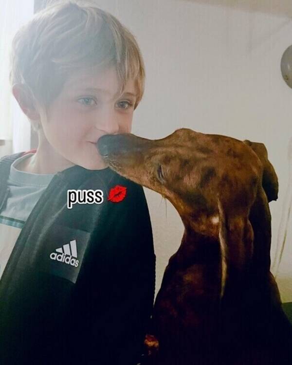 Hund - Oscar och hans tax är oskiljaktiga 