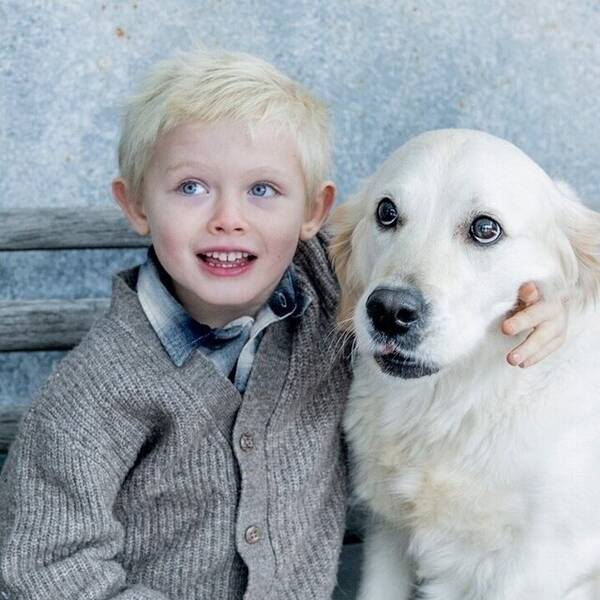 Hund - Golden retrievern Wilma