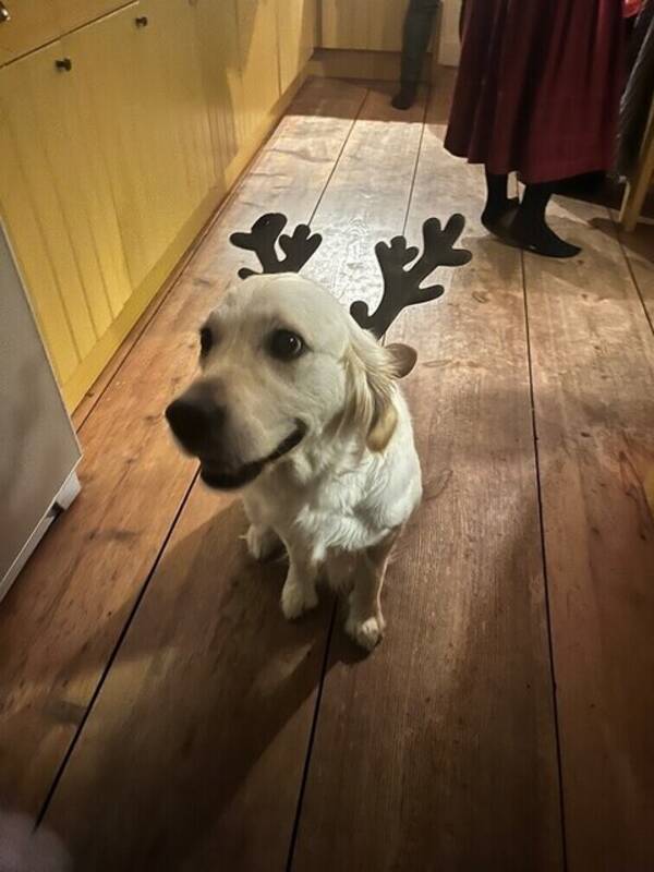 Hund - Golden retrievern Wilma