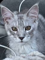 Archie - Mainecoon - Social, söt & r