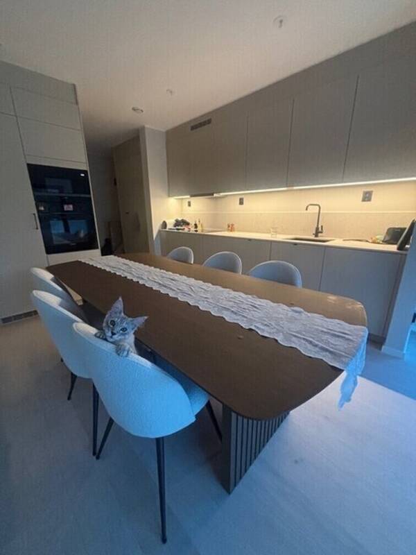 Katt - Archie - Mainecoon  - Social, söt & r