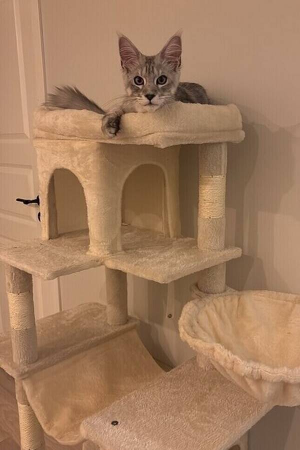 Katt - Archie - Mainecoon  - Social, söt & r