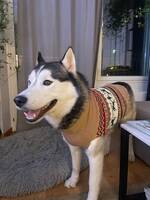 Siberian Husky (Hane) 