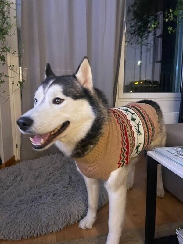 Hund - Siberian Husky (Hane) 