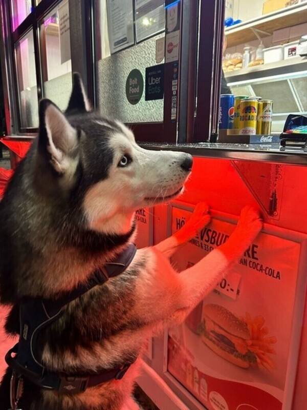 Hund - Siberian Husky (Hane) 