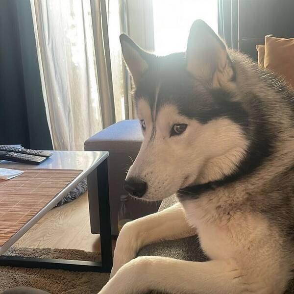 Hund - Siberian Husky (Hane) 