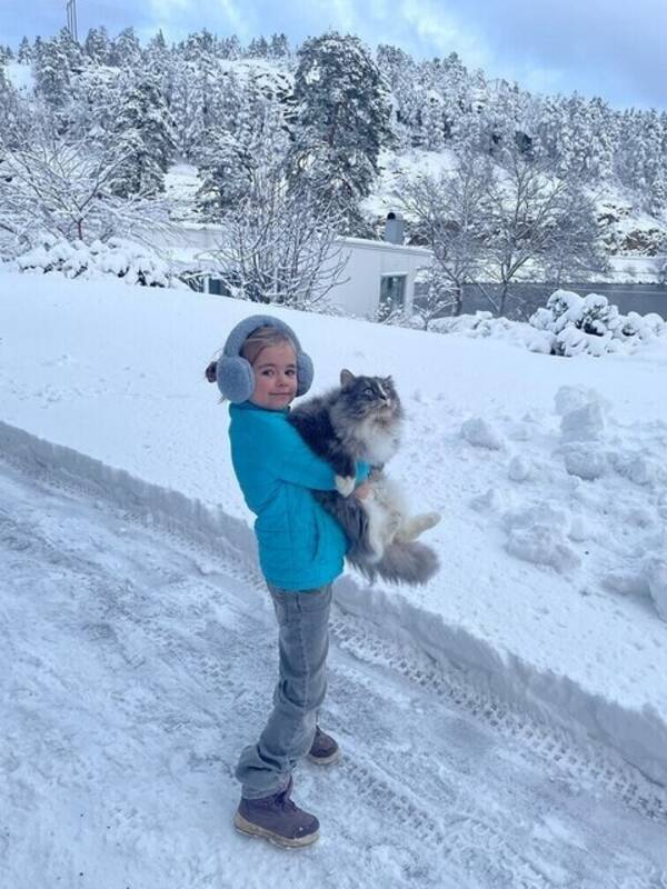 Katt - Sigge Sibirisk skogskatt 