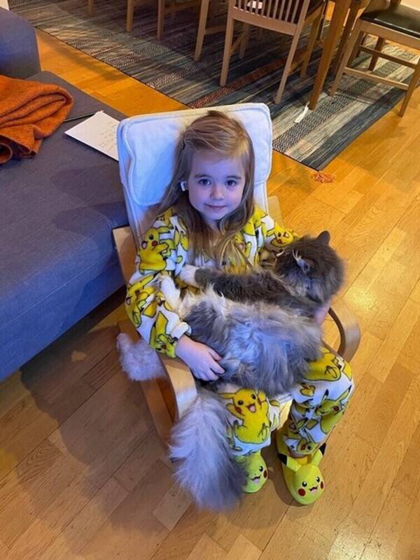 Katt - Sigge Sibirisk skogskatt 