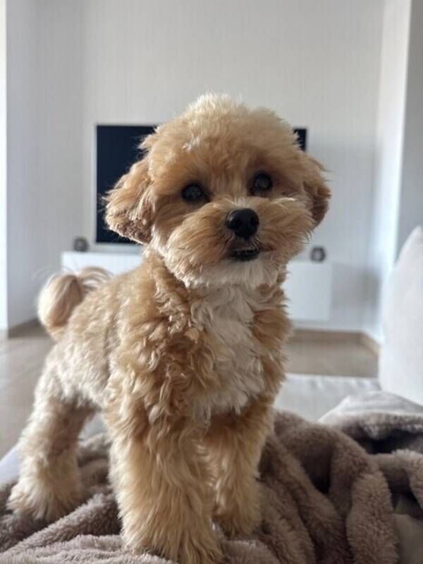 Hund - Mini Maltipoo Nacho 